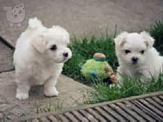 PoulaTo: Μαλτέζ μίνι (Maltese mini)
