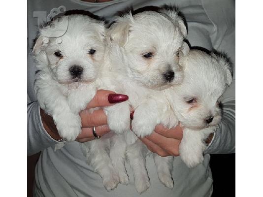 PoulaTo: Μάλτας mini / mini maltese