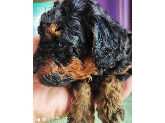 Κουτάβια Poodle