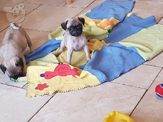 PoulaTo: Awesome T-Cup Pug διαθέσιμα κουτάβια