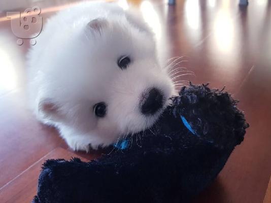 Samoyed κουτάβια διαθέσιμα!