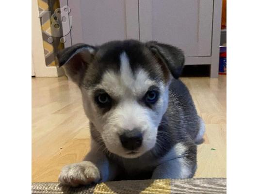 Το κουτάβι Beatifull SIBERAN HUSKY διατίθεται για το νέο του σπίτι Έχω έξι εντυπωσιακά κου...