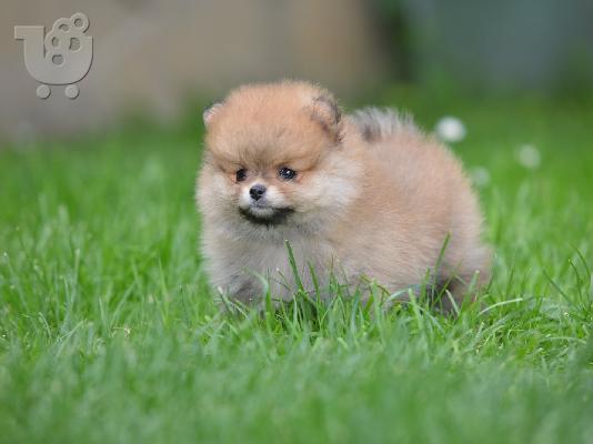 Pomeranian Spitz όμορφα κουτάβια