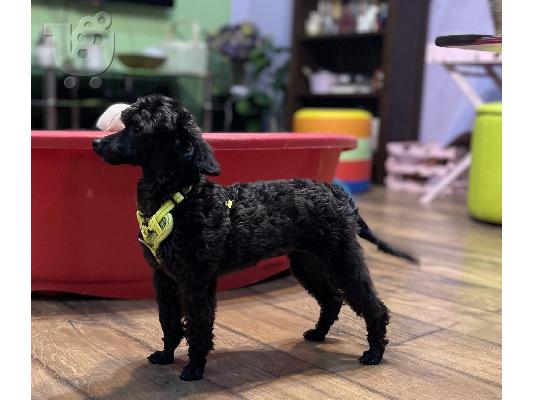 Κουτάβια Toy Poodle προς πώληση