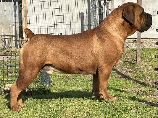 Νοτιοαφρικανικός Μαστίφ – Κουτάβια Boerboel