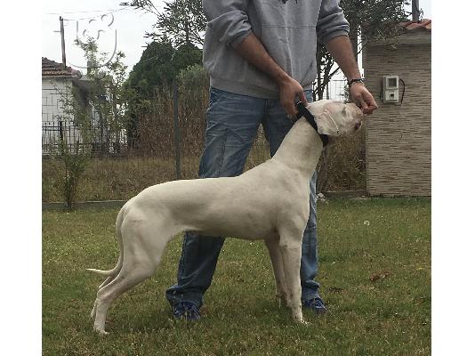 Dogo Argentino