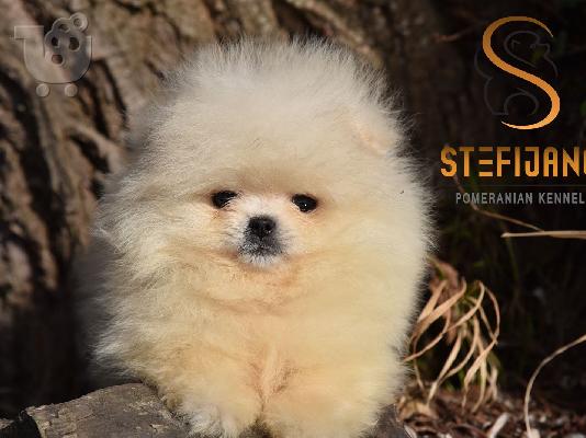 Premium καθαρόαιμα κουτάβια Pomeranian