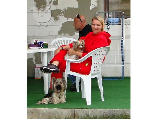 Χαριτωμένο καθαρόαιμο κουτάβι biewer yorkshire terrier