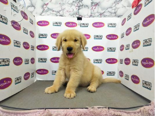 PoulaTo: Καλά εκπαιδευμένα κουτάβια Golden Retriever