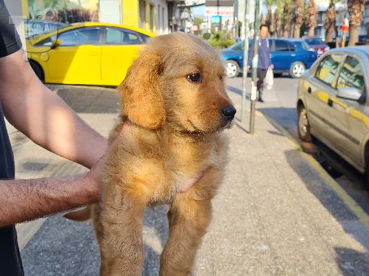 PoulaTo: Golden retriever - Γκόλντεν ριτρίβερ