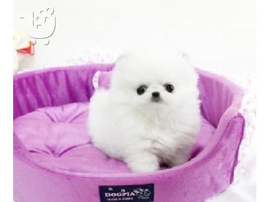 PoulaTo: Δύο Απίθανα Κουτάβια Pomeranian