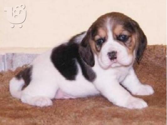 PoulaTo: Διαθέσιμα κουτάβια Beagle