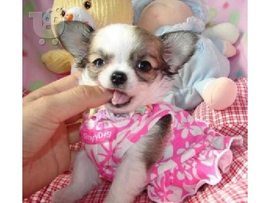 Chihuahua σκυλιά και κουτάβια προς πώληση