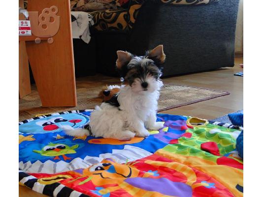 Χαριτωμένο καθαρόαιμο κουτάβι biewer yorkshire terrier