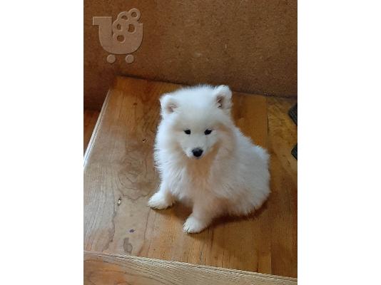 Samoyed όμορφα κουτάβια