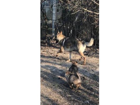 Τσεχοσλοβακικός λυκόσκυλος κουτάβια