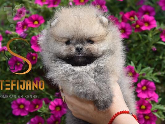 PoulaTo: Pomeranian Boo, φλιτζάνι τσάι Pomeranian κουτάβι