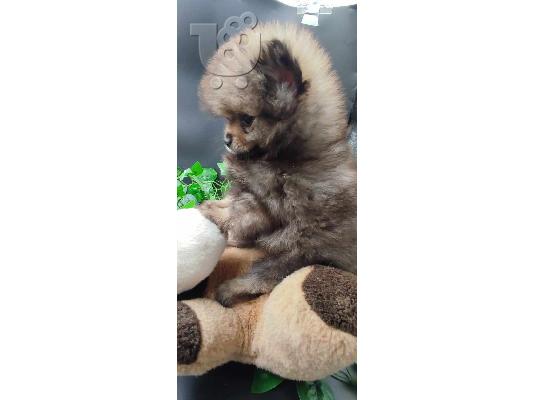 Όμορφα κουτάβια Pomeranian