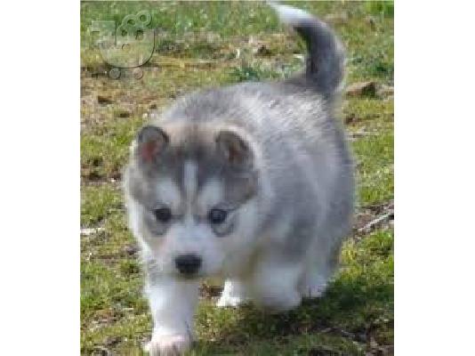 PoulaTo: Εξαιρετικά κουτάβια της Σιβηρίας Husky
