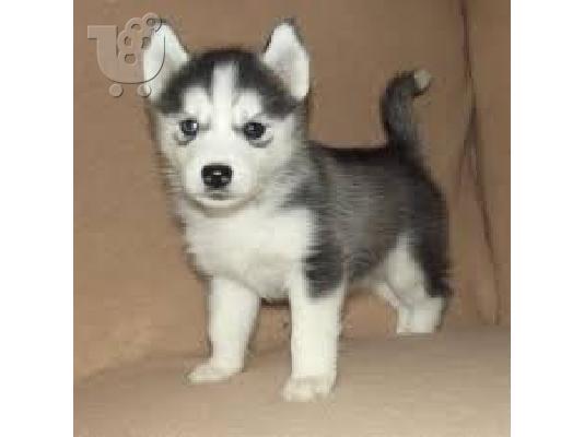 Siberian Husky κουτάβια Μπλε μάτια έτοιμα