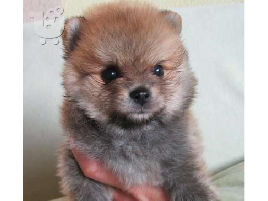 Πουλήστε Pomeranian