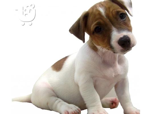 PoulaTo: Jack russell