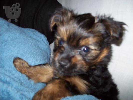 PoulaTo: Yorkshire terrier Mini