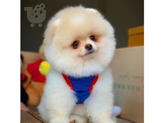 PoulaTo: Γλυκά μικρά Pomeranian κουτάβια