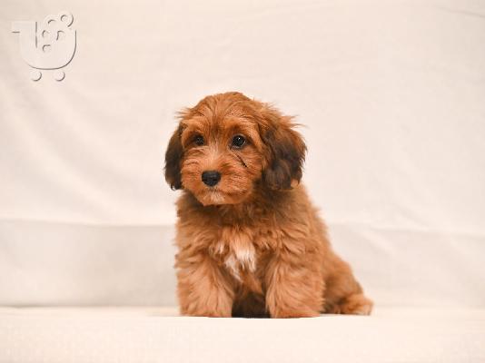 Havanese Bichon κουτάβια