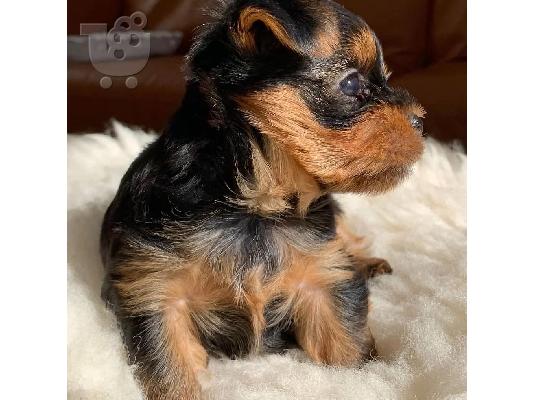 Μικρή Yorkie