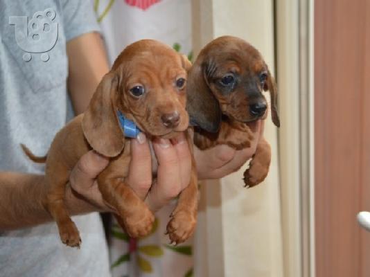 PoulaTo: Excellence Dachshund Puppies Αρσενικό και Θηλυκό