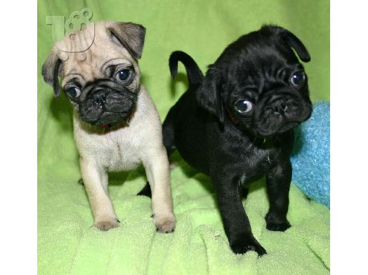 PoulaTo: Pug mops παγκ