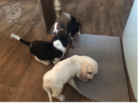 Όμορφα κουτάβια Bassett Hound.