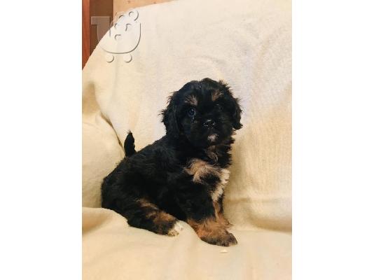 Cavapoochons za prodaju kontaktirajte me putem (whatsapp 32460219218) ili (viber 237679571...
