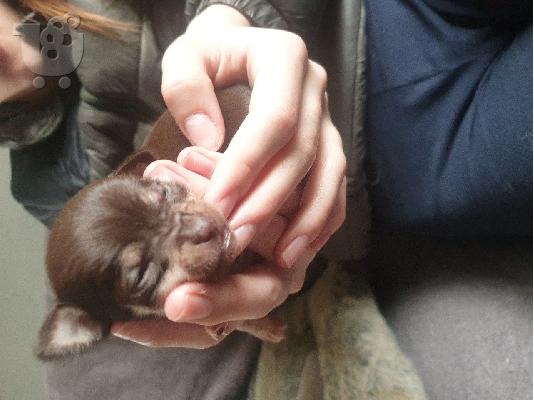 T-Cup Chihuahua