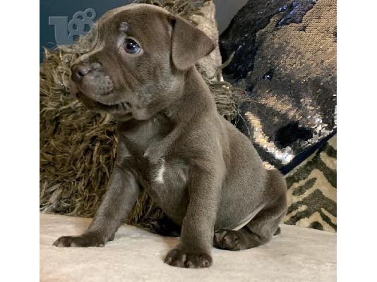 Πωλούνται αξιολάτρευτα κουτάβια Stardforshire Terrier