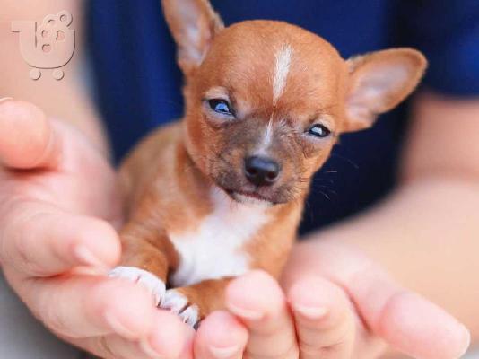 Kc Εγγεγραμμένος Chihuahua Dog