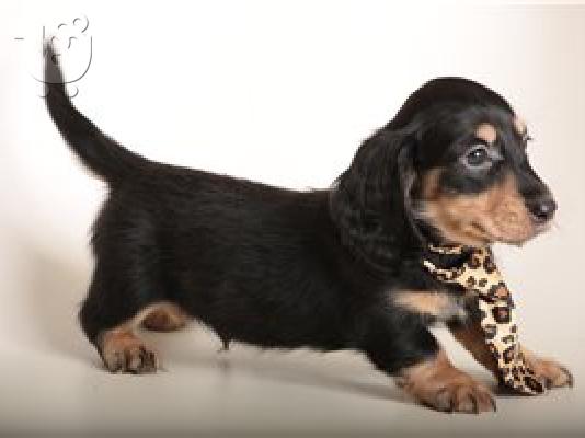 PoulaTo: Μίνι Dachshunds