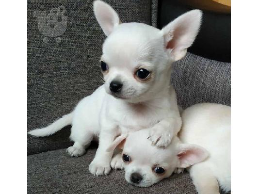 PoulaTo: Φλυτζάνι Τσαγιού Κουτάβια Chihuahua