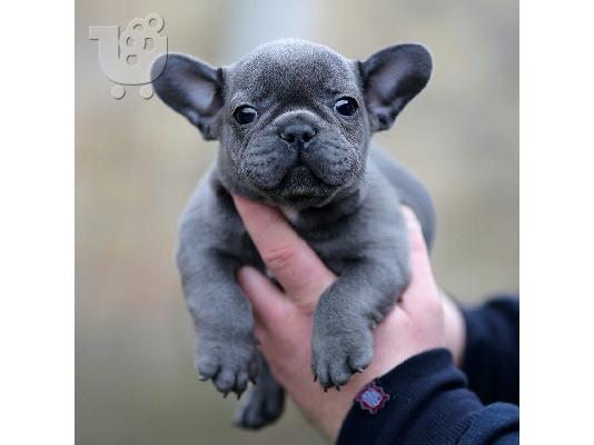 PoulaTo: French bulldog Blue