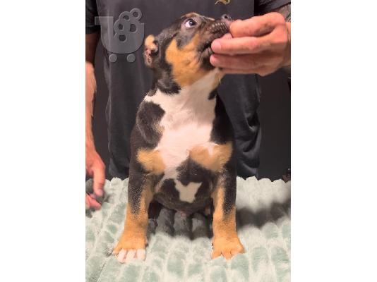 American Bully Pocket κουτάβια