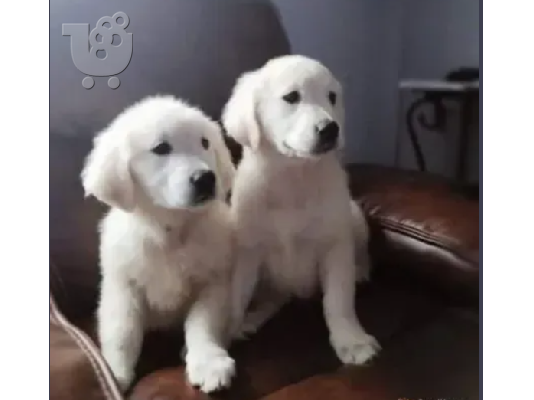 PoulaTo: Golden Retriever κουτάβια 5 κορίτσια 2 αγόρια