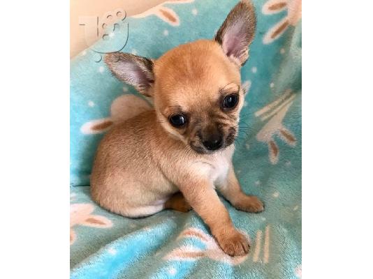 PoulaTo: Κουτάβια Beutifull Chihuahua για Rehoming