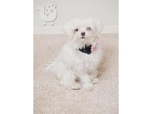 PoulaTo: maltese toy