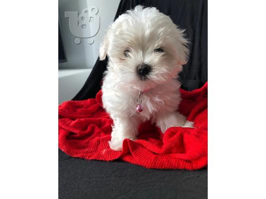 PoulaTo: Μάλτας κουτάβια  - Maltese puppies