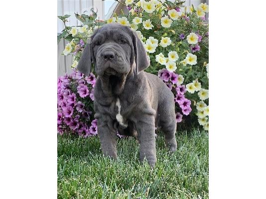 PoulaTo: Ναπολιτάνικα κουτάβια Mastiff