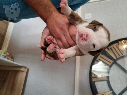 PoulaTo: Ενεργά κουτάβια pitbull+34634098453