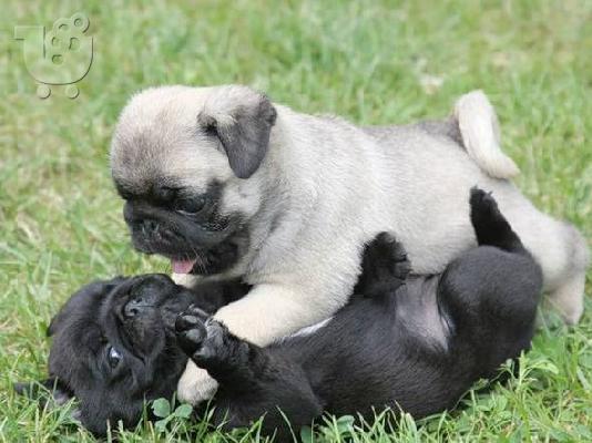PoulaTo: Υπέροχο αγνό κουτάβι Pug Pug.