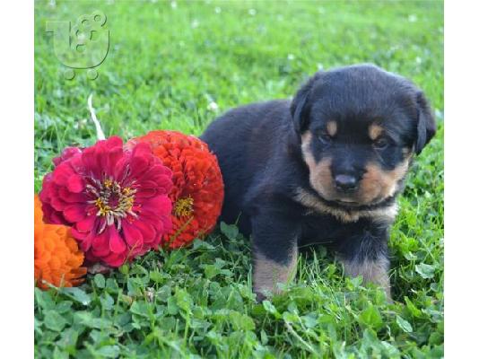 PoulaTo: Marvelous Rottweiler for adoption