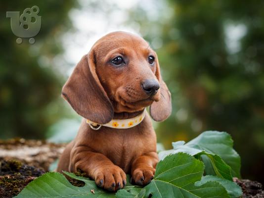 PoulaTo: Dachshund - Ντάτσχουντ